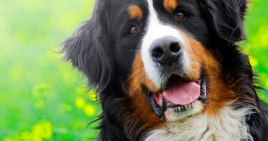 Berner Sennenhund