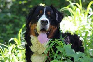 Berner Sennenhund