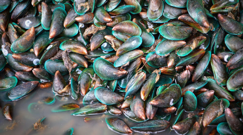 Grünlippmuscheln