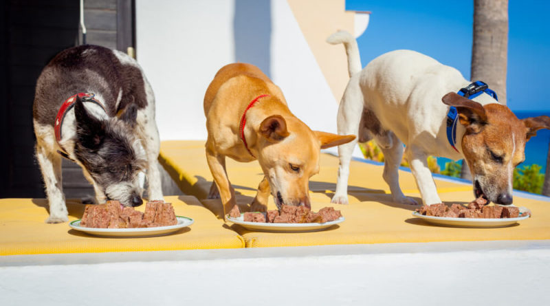 3 Hunde fressen gutes Hundefutter