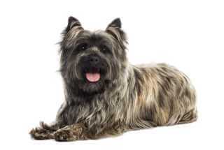 Cairn Terrier