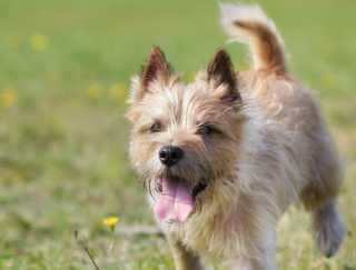 Cairn Terrier bettelt um Futter