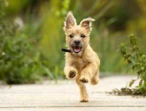 Cairn Terrier rennt auf einem Weg