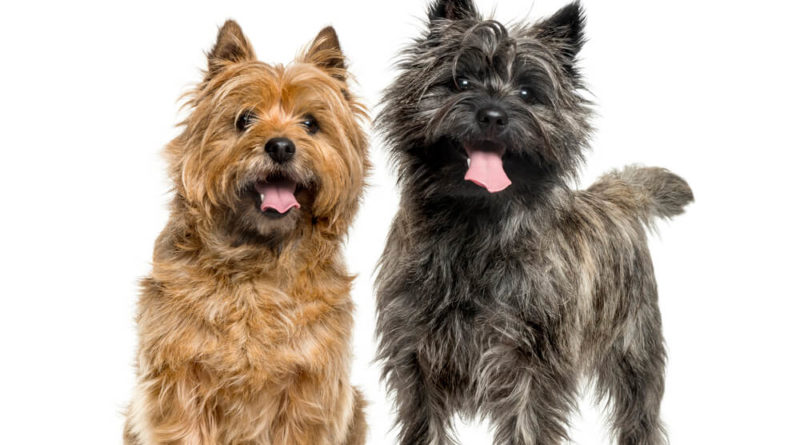 Zwei Cairn Terrier warten auf Futter