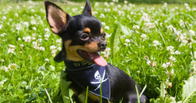 Chihuahua sitzt auf einer Blumenwiese