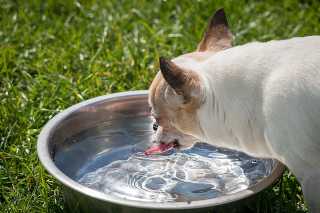 Chihuahua trinkt Wasser