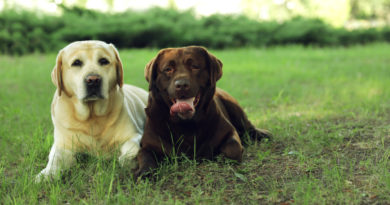 2 Labrador Hunde auf einer Wiese