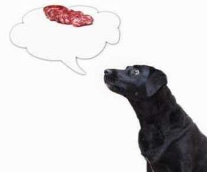 Labrador denkt an Salami