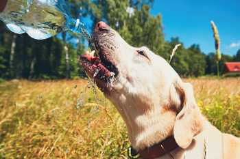 Labrador trinkt Wasser aus einer Flasche