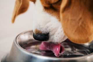 Beagle trinkt Wasser