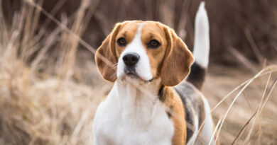 Beagle