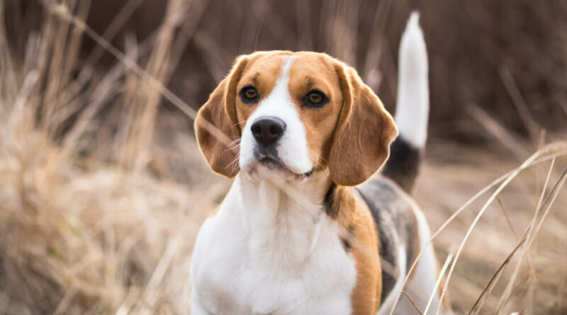 Beagle