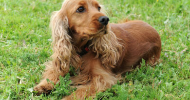 Cocker Spaniel