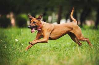 Rhodesian Ridgeback rennt über eine Wiese