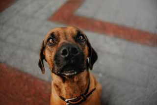 Rhodesian Ridgeback schaut bettelnd