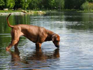 Rhodesian Ridgeback steht in einem Teich und trinkt