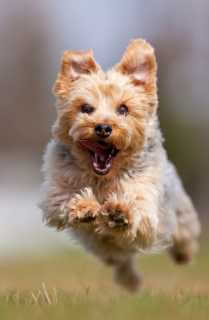 Yorkshire Terrier rennt über eine Wiese