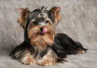 Yorkshire Terrier leckt sich das Maul