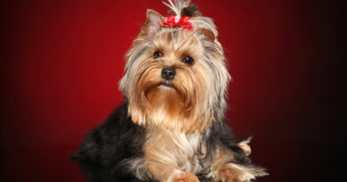 Yorkshire Terrier