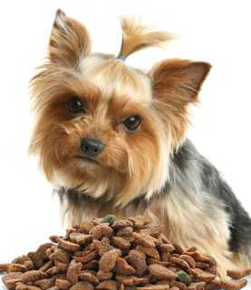 Yorkshire Terrier sitzt vor Trockenfutter