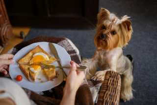 Yorkshire Terrier bettelt 