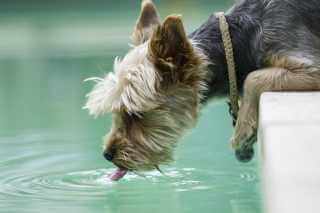 Yorkshire Terrier trinkt Wasser