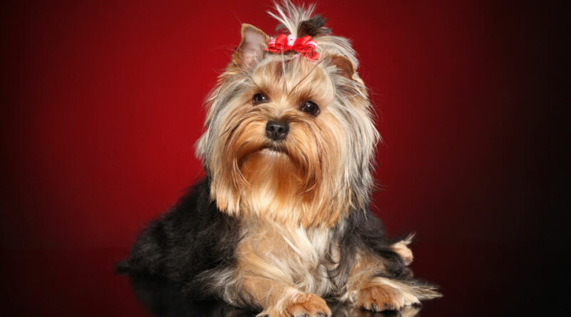 Yorkshire Terrier
