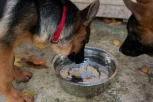 Der Deutsche Schäferhund braucht asureichend frisches Trinkwasser 