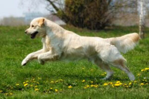 Golden Retriever rennt über eine Wiese