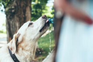 Golden Retriever trinkt Wasser aus einer Flasche