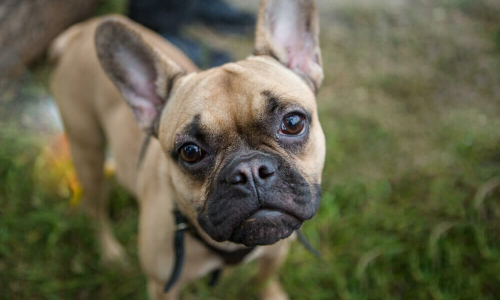 Französische Bulldogge