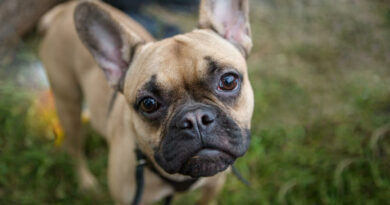 Französische Bulldogge