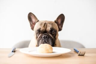 Kein Essen vom Tisch für Französische Bulldoggen