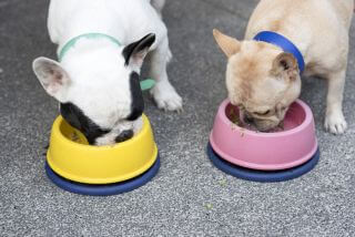 Nassfutter für französische Bulldoggen