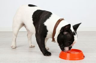 Frisches Wasser für Französische Bulldogge