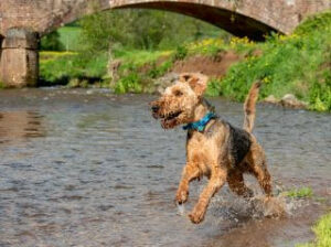 Lebensfroher Airedale Terrier