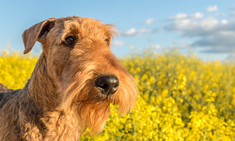 Airedale Terrier