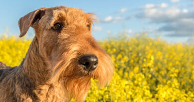 Airedale Terrier