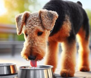 Immer frisches Wasser für deinen Airedale Terrier