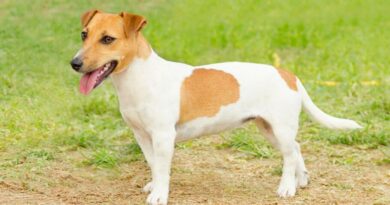 Jack-Russell-Terrier