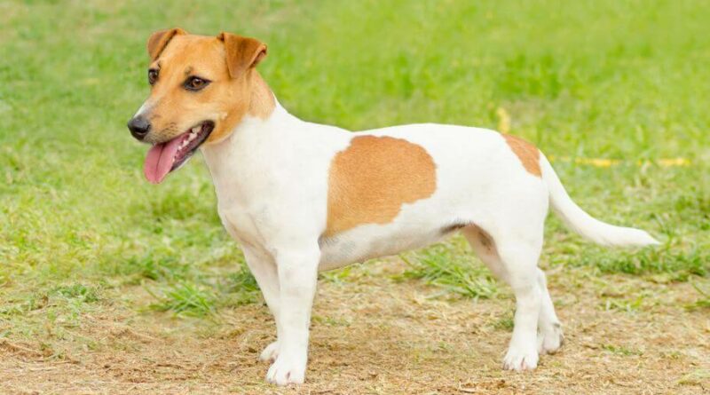 Jack-Russell-Terrier