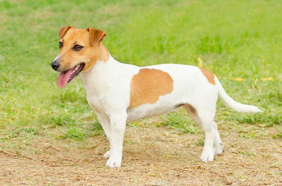 Jack-Russell-Terrier