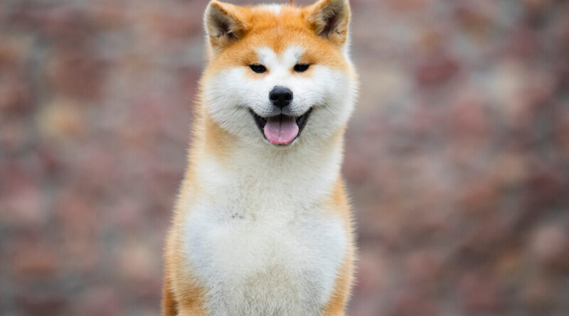 Akita